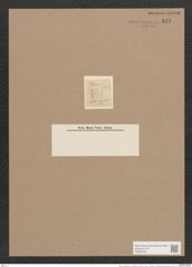 Navicula lanceolata var. minuta Rabh. (de-Toni-Nr.: Genus 1, Species 141) Zeichnungen Sammlung Grunow Nr. 447 (NHMW-BOT-W0366766)